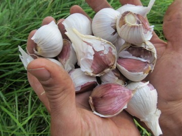 shipping now Garlic Romanian red HUGE seed/culinary gorgeous bulbs 