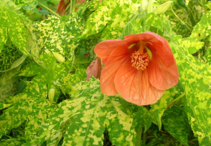 Variegated Peach Flowering Maple Seeds - Abutilon - SeedWise.com