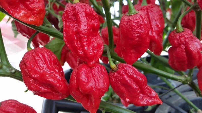 Red Naga Brain Seeds - Peppers - Hot -