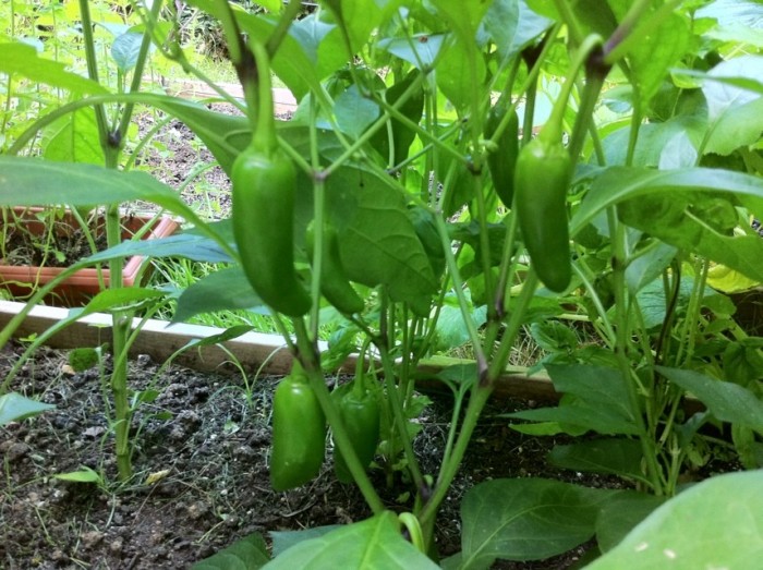Early Jalapeno Seeds - Peppers - Hot - SeedWise.com