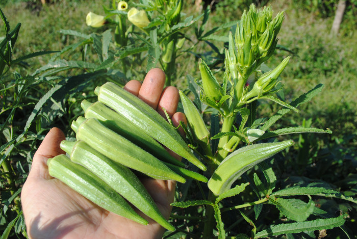 Arriba 104+ imagen annie oakley okra seeds