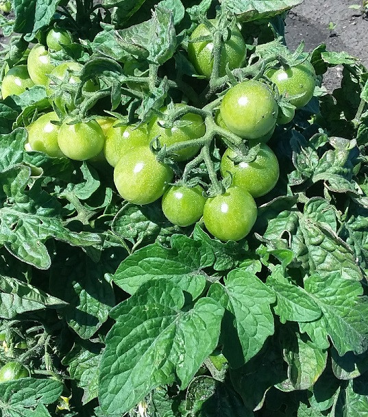 beruset Tyranny Meget sur Red Robin Seeds - Tomatoes - SeedWise.com
