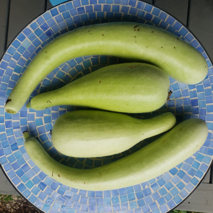 Edible Gourds Seeds Squash Summer
