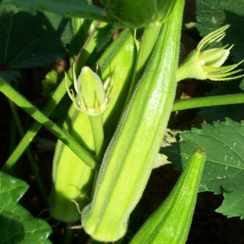 Annie Oakley OP Okra Seeds - Okra 