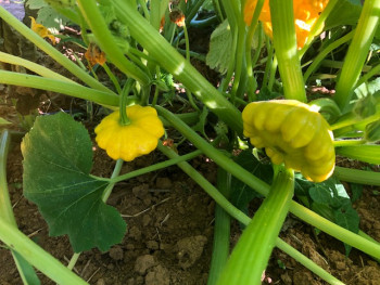 Annie Oakley OP Okra Seeds - Okra 