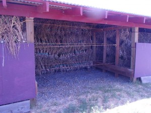 Another view of John Dey's setup for curing garlic. Image courtesy of BigJohnsGarden.com