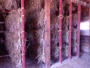 John Dey's setup for curing and storing his garlic. Image courtesy of BigJohnsGarden.com