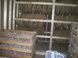 Another garlic curing rack. Courtesy of Natalie Jones Foster
