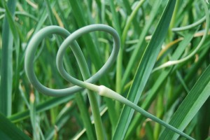 A garlic scape in the buff - courtesy of GreenCityMarket.wordpress.com