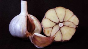A variety of Hardneck Garlic  - German Red - Rocambole (Rasa Creek Farm)