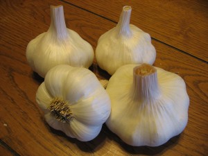 A softneck variety of garlic, Red Tock (Forever Yong Farm)