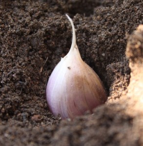 Planting a garlic clove. (Courtesy of MyLittleCity FoodGarden.com)