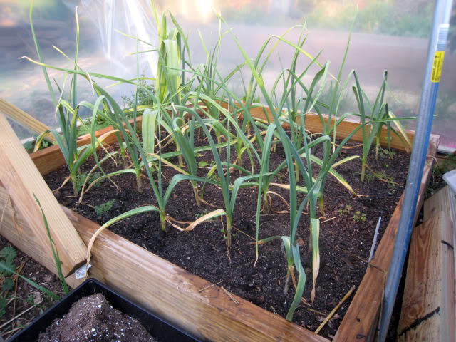 Ajo Rojo Growing (Photo courtesy of cohutt.com)