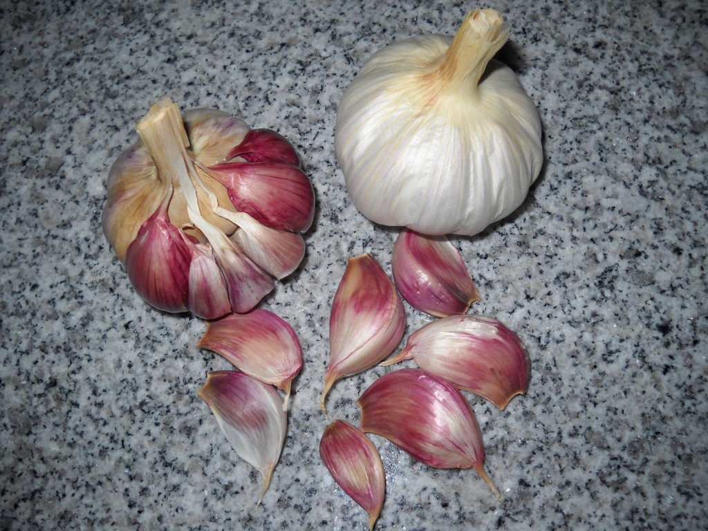 Ajo Rojo Garlic (Texasheritagebulbs.com)