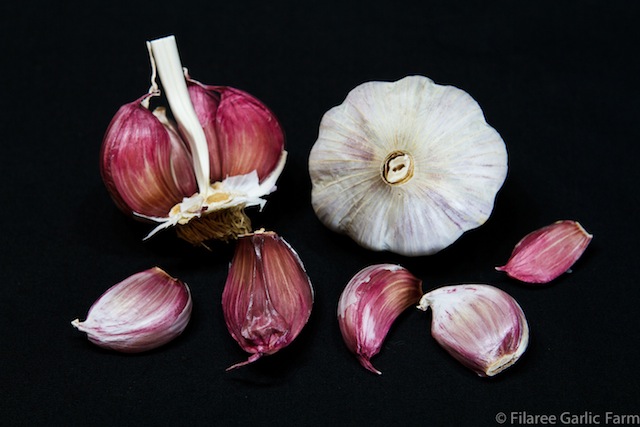 Ajo Rojo Garlic (photo courtesy of filareefarm.com)