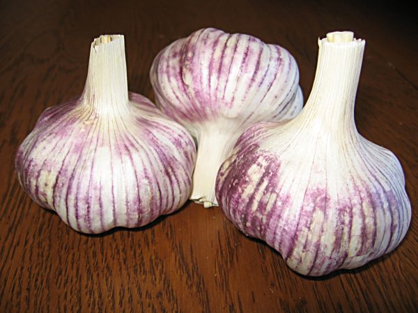 Ambiguous Hardneck- Asiatic Garlic