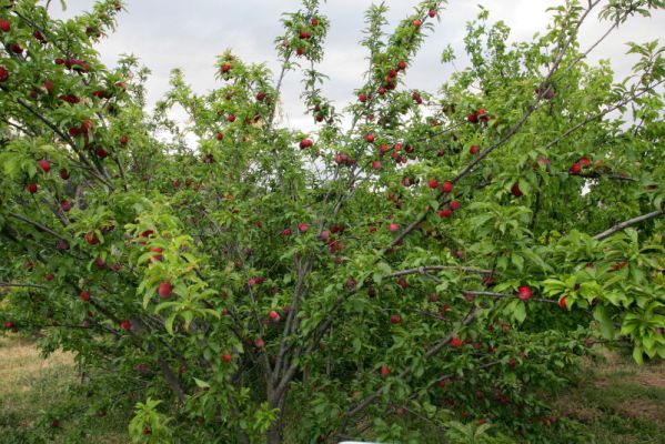 Santa Rosa Plum Tree bearing fruit