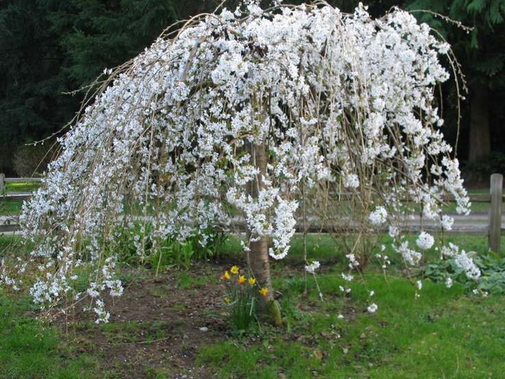 Santa Rosa Plum in bloom