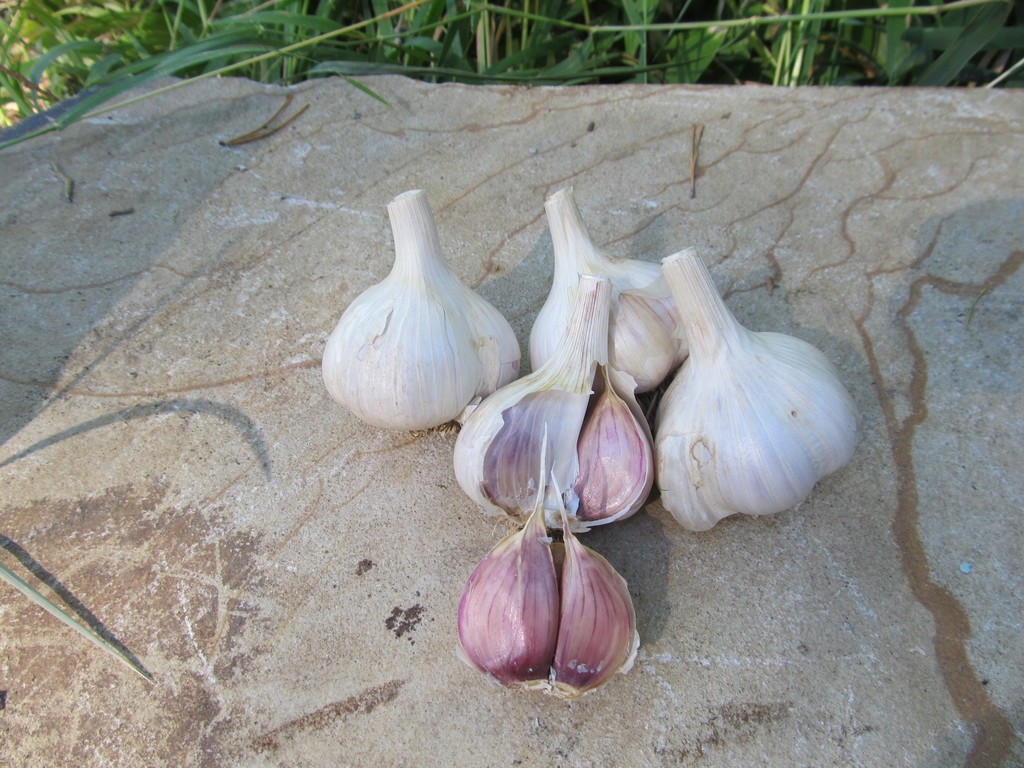 Softneck - Silverskin Garlic (cultivar - Ajo Morado)