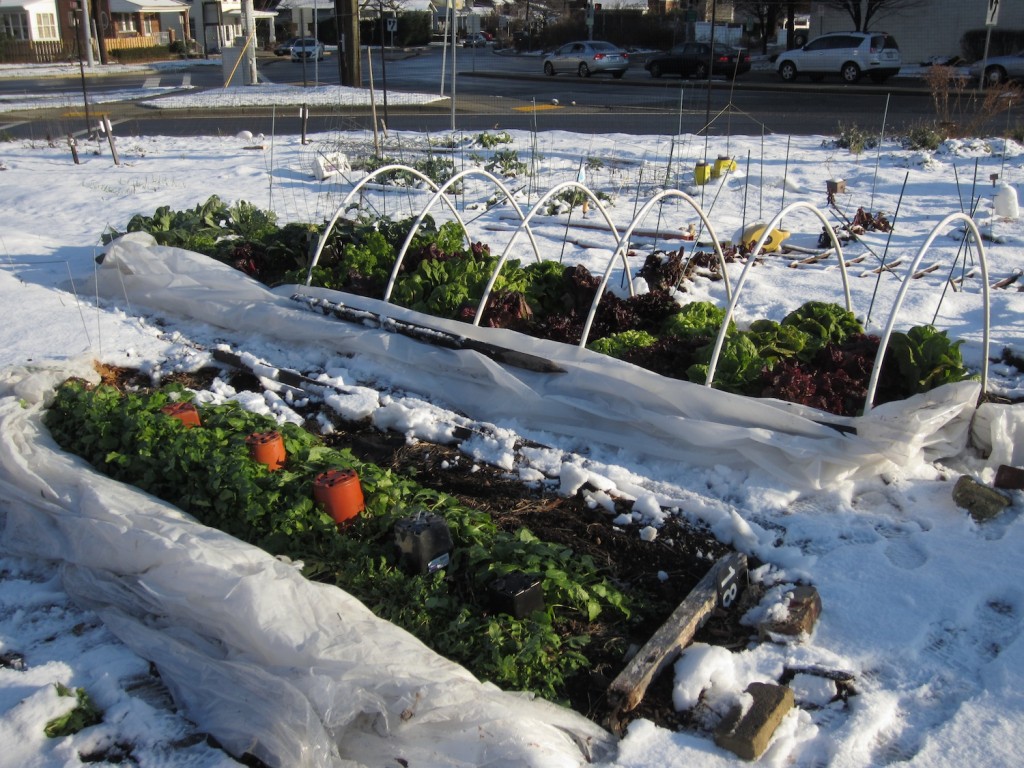 Winter Garden Low tunnel (montgomeryvictorygardens.com)