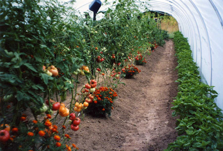 Tomatoes in a HoopHouse (Photo courtesy of pondplantgirl.blogspot.com)