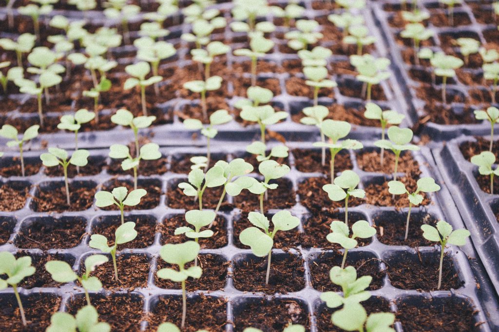 Seedlings in containers ready for vegetable garden