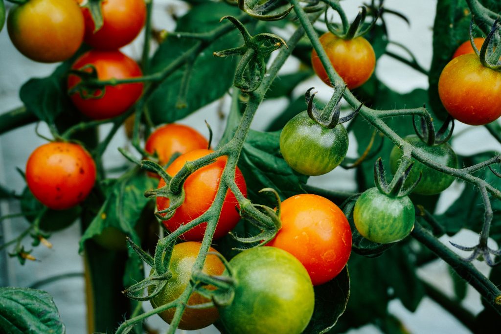 Tomatoes on the vine in vegetable garden