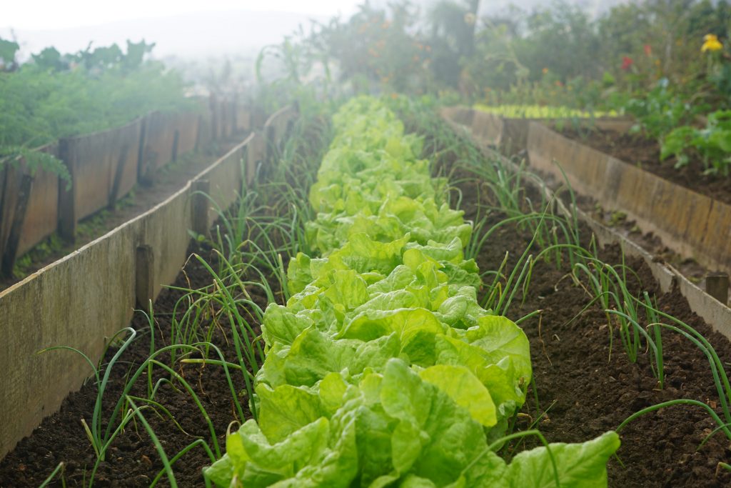 Rows of lettuce and onion in vegetable garden