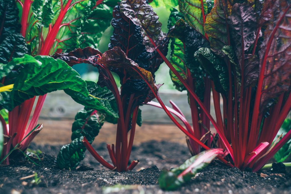 Bunches of chard in a vegetable garden