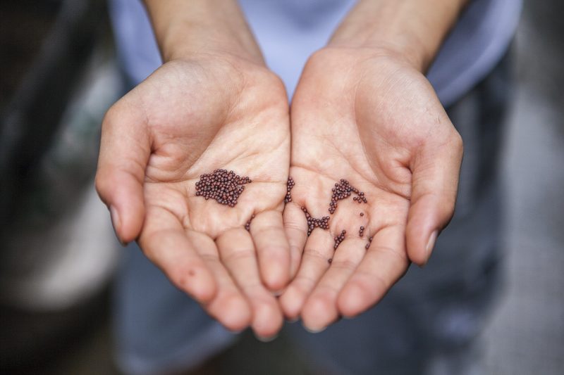 hand holding seeds