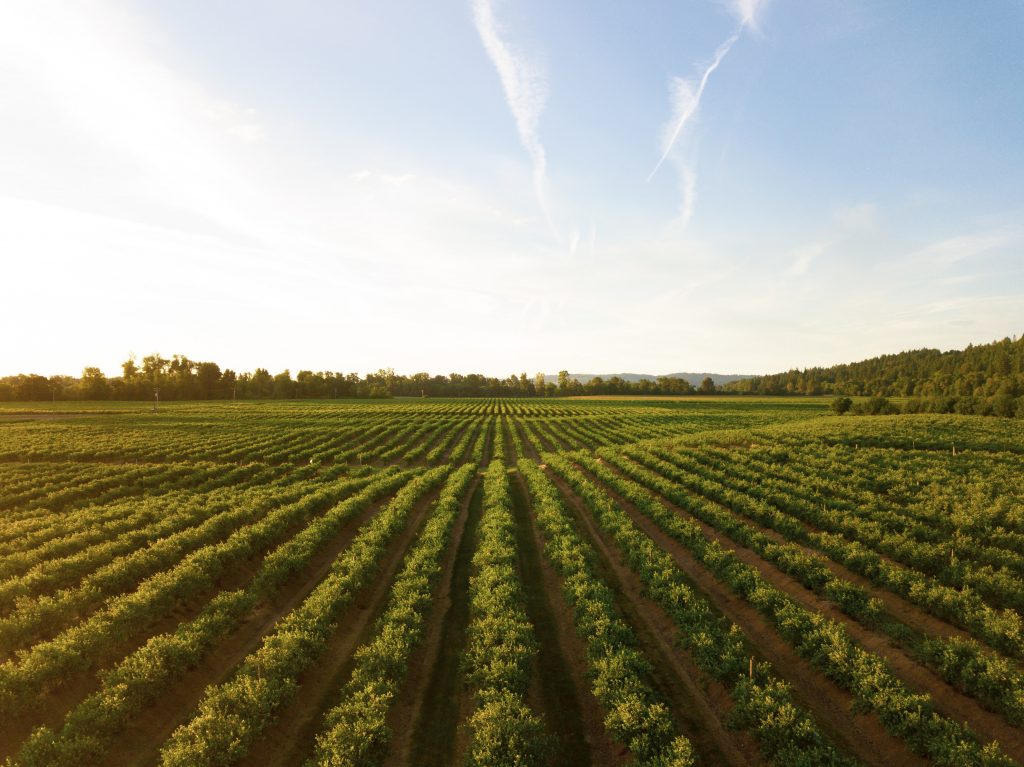 Rows of Crops